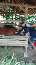 Pelaksanaan Posyandu Hewan di Padukuhan Bengle I